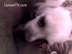 In order to allow her little puppy to use her love tunnel, amateur Doxy spreads